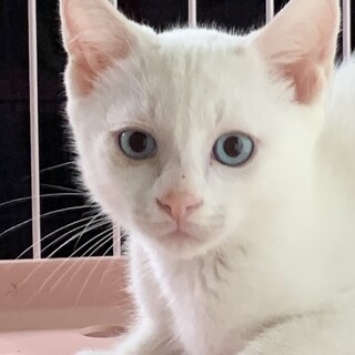 きりりとした目が♡白猫ふっさくん♂約3か月