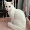 きりりとした目が♡白猫ふっさくん♂約3か月 サムネイル2