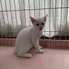 きりりとした目が♡白猫ふっさくん♂約3か月 サムネイル3
