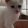 きりりとした目が♡白猫ふっさくん♂約3か月 サムネイル4