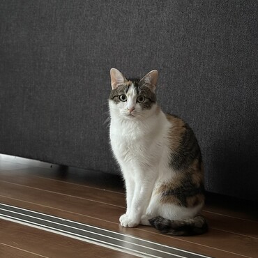 の写真