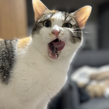 の写真