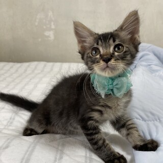 慣れ慣れな兄妹♪おっとり甘えん坊！シドくん