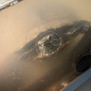 ミシシッピアカミミガメ里親募集