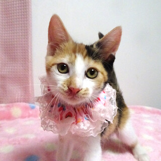 乳飲み子から育てた♪三毛姉妹♪メイちゃん ２ヵ月半