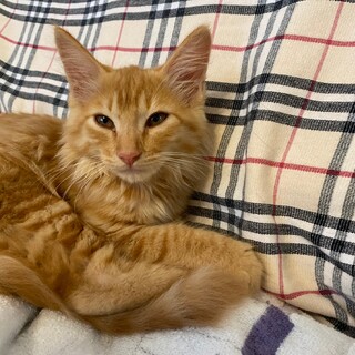 すりすりゴロゴロの甘えん坊☆メイ君