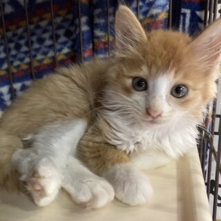 体調不良のため明日の譲渡会は欠席します