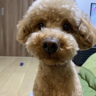 5歳トイプードル