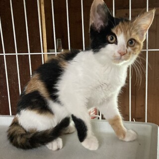 鳴き声の可愛いツンデレ三毛さん♪