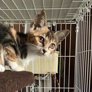 甘えん坊の三毛さん♪