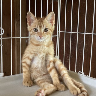 おっとりマイペースな茶トラさん♪（茶トラ兄弟です）