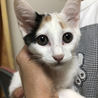 ミケKittyはなりーちゃんの家族募集