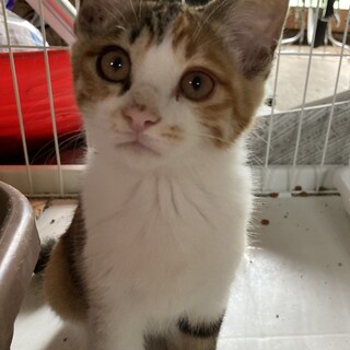 美人な三毛さん♪人懐こいです