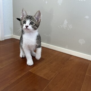 甘えん坊な美猫ナナちゃん♡