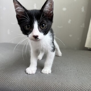 やんちゃで人懐っこいハチくん♡