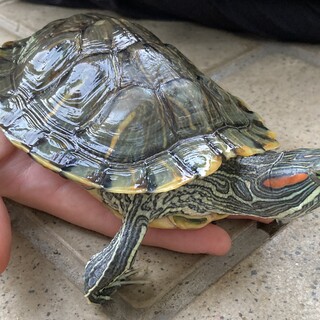 ミシシッピアカミミガメ