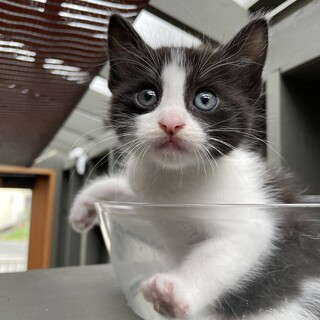 【白黒ハチワレ】かわいい女の子