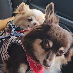 「里親初日」サムネイル2