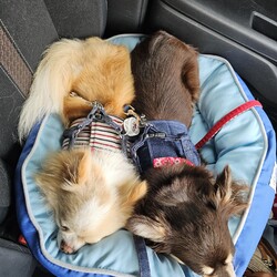 「里親初日」サムネイル3