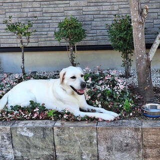 ラブラドールレトリバー応募者多数のため一時募集中断