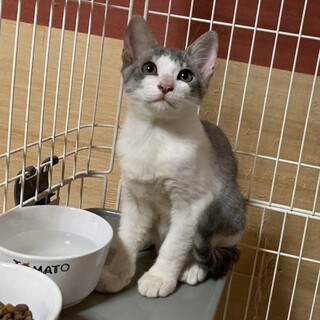 美しいサバ白の子猫さん