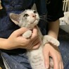 美しいサバ白の子猫さん サムネイル5