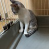 美しいサバ白の子猫さん サムネイル6