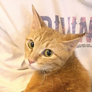 美人過ぎる茶トラ女子　家族が欲しいにゃん