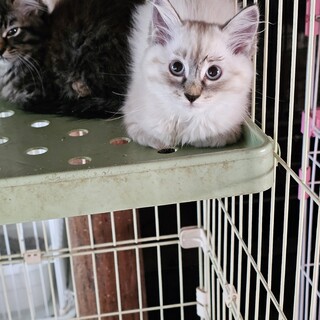 おとなしい子猫そら