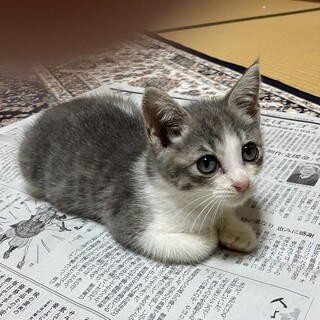 終生飼える方求む