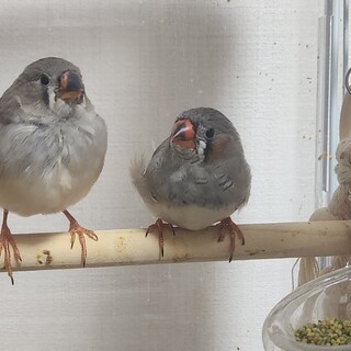 キンカチョウの雛2羽里親募集中です