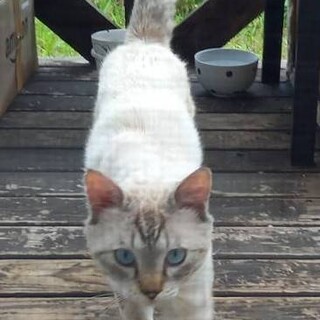 人懐こいシャム系ブルーくん♪