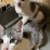 美しいサバ白の子猫さん サムネイル2