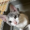 美しいサバ白の子猫さん サムネイル4