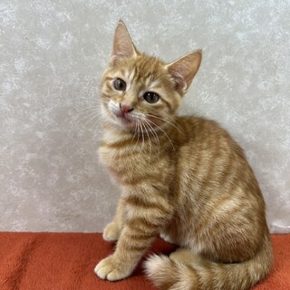 茶トラ姉妹初めての譲渡会！お澄ましガール❤カフェ