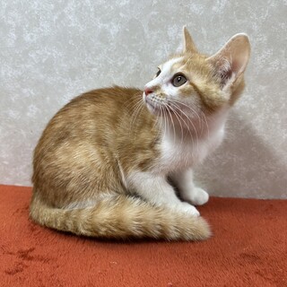 茶トラ姉妹初めての譲渡会！めんこいキャット❤ラテ