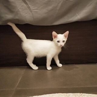 ソラ　ブルーの目の美男子