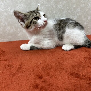 変わった毛色の白キジです！ねこライフを満喫❤モンタ