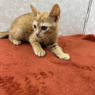 3兄弟！保護主に感謝して里親から愛情を❤陸