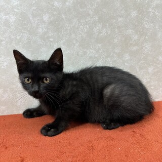 3兄弟！保護主に感謝して里親から愛情を❤海