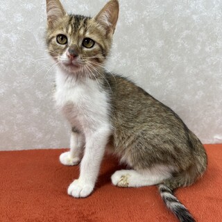 3兄弟！保護主に感謝して里親から愛情を❤空