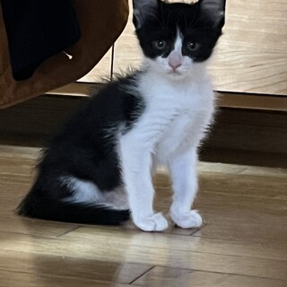 道路に飛び出してきたとこを保護