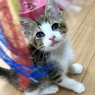 ちょっぴりタレ目風甘えん坊王子約1ヶ月半