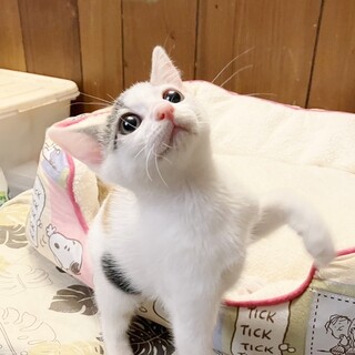 ★里親様決定!★食いしん坊の美形三毛❤シーちゃん