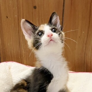 ★里親様決定!★天才肌のおしゃれ三毛❤クーちゃん