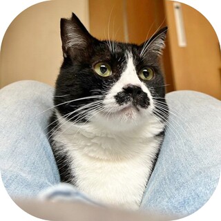 ★里親様決定!★ムチムチボディの甘えん坊❤ピケ