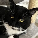 元野良猫