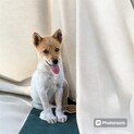 約3ヶ月の子犬里親緊急募集