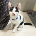 甘えんぼ2ヶ月♂ナツキ【「な」5兄妹】