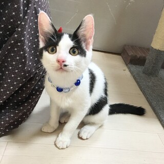 甘えんぼ2ヶ月♂ナツキ【「な」5兄妹】